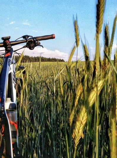 14. Przez lasy, łąki i pola