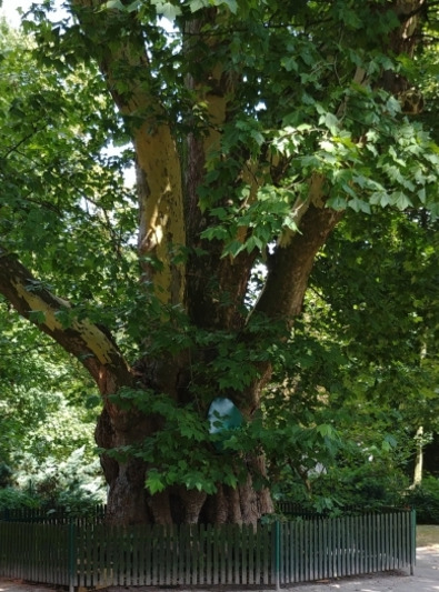 Platan we włoszakowickim parku